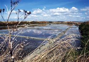 Les marais salants de Gu�rande